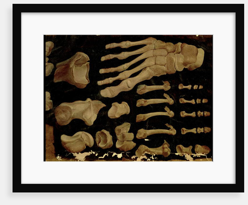 Anatomical drawing of the bones of the foot by Hieronymus Fabricius ab Aquapendente