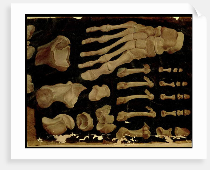 Anatomical drawing of the bones of the foot by Hieronymus Fabricius ab Aquapendente