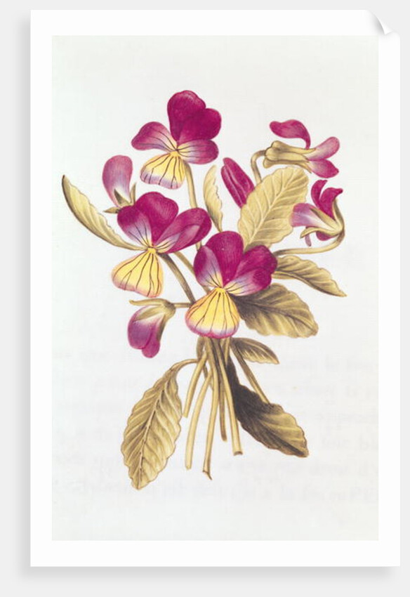 Pansy by Nicolas Robert