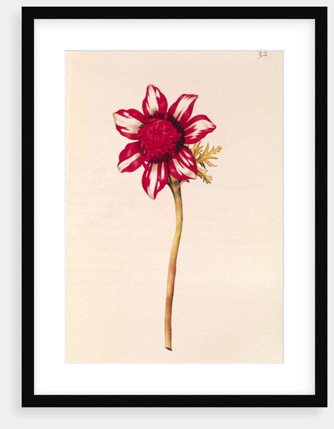 Anemone by Nicolas Robert