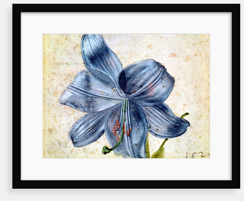 Study of a lily, 1526 by Albrecht Dürer or Duerer