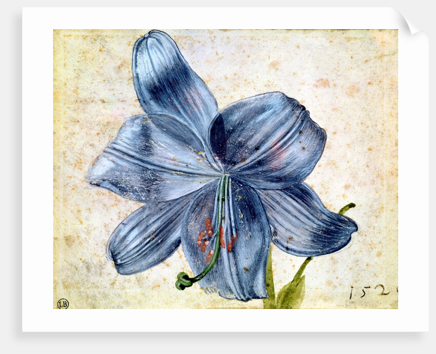 Study of a lily, 1526 by Albrecht Dürer or Duerer