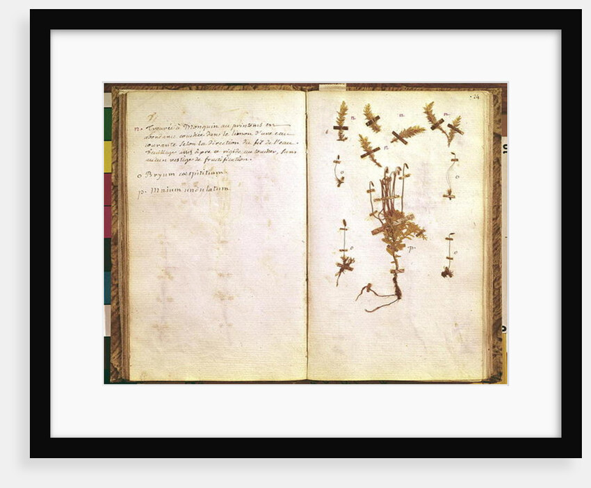 Page 24 from a Herbarium by Jean Jacques Rousseau
