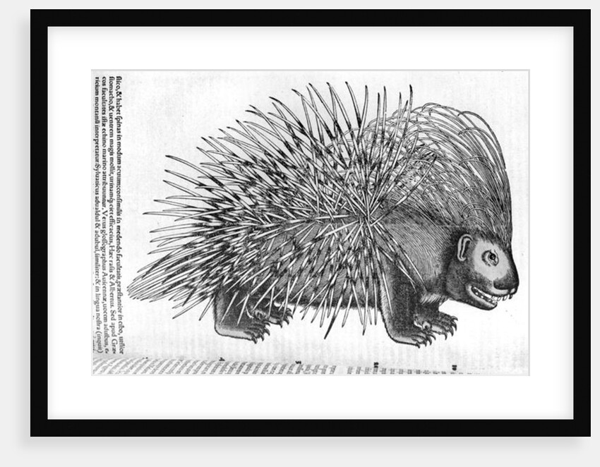 Porcupine by French School