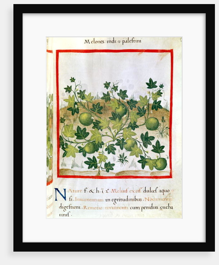 Ms 3054 fol.20 Melons by Italian School