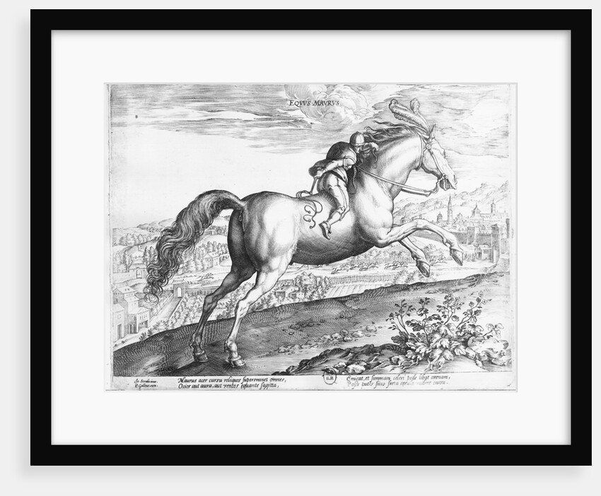 Equus Maurus by Jan van der Straet