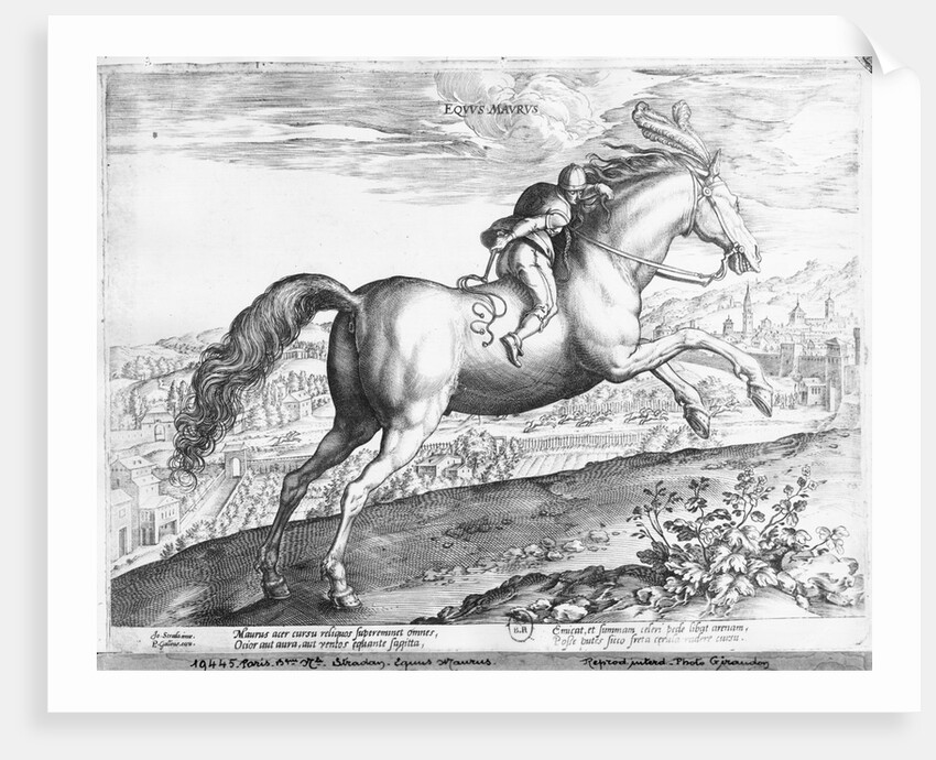 Equus Maurus by Jan van der Straet