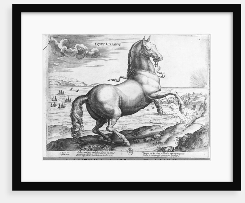 Equus Hispanus by Jan van der (1523-1605) (after) Straet