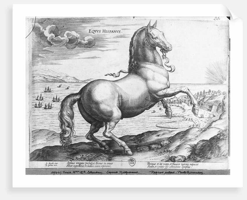 Equus Hispanus by Jan van der (1523-1605) (after) Straet