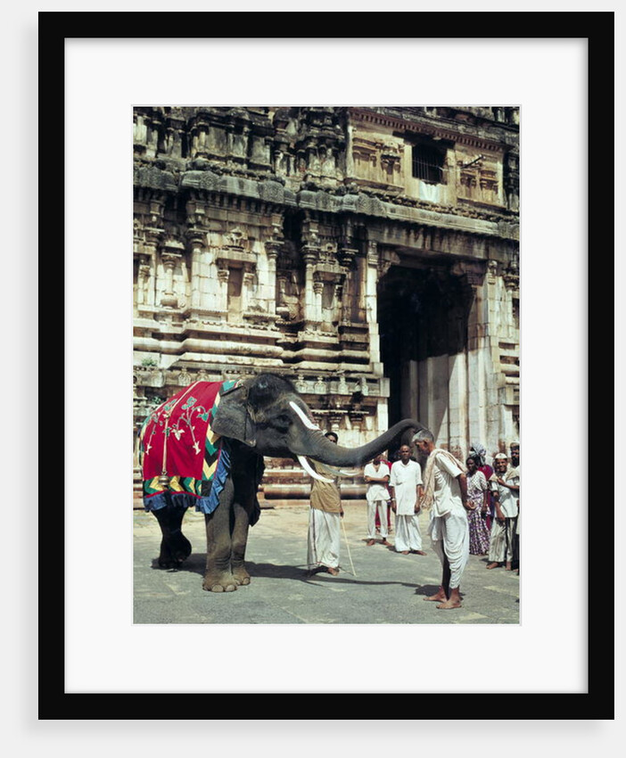 A man being blessed by an elephant at Varadarajaswamy Temple by Anonymous