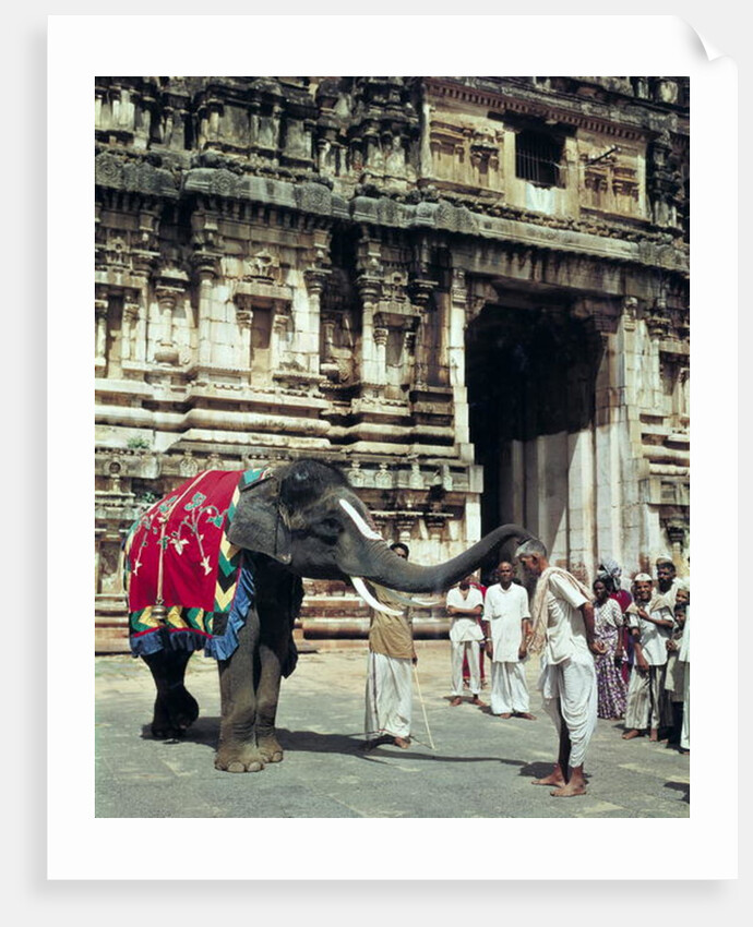 A man being blessed by an elephant at Varadarajaswamy Temple by Anonymous
