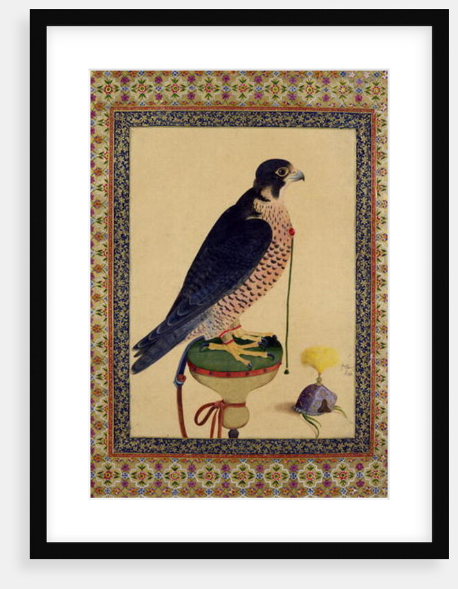 Ms E-14 Falcon, from a Moraqqa by Islamic School