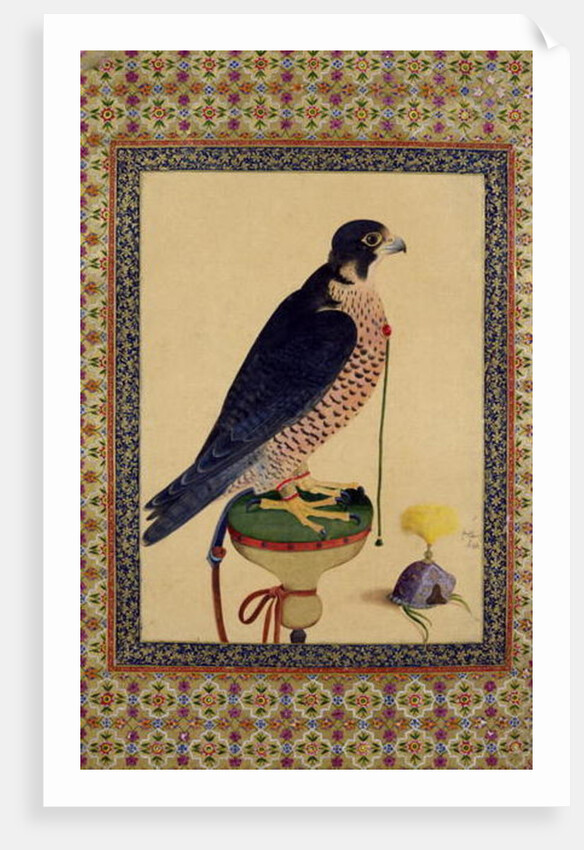 Ms E-14 Falcon, from a Moraqqa by Islamic School