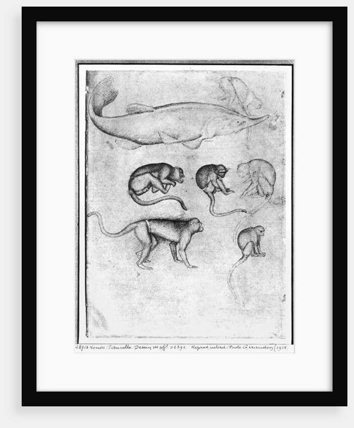 Six Monkeys and a Sturgeon by Antonio Pisanello