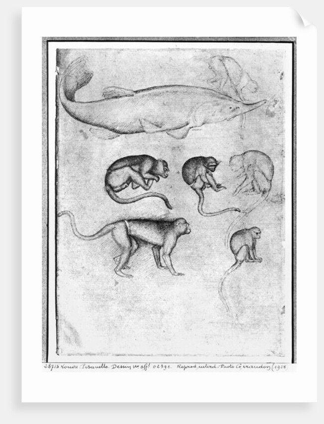 Six Monkeys and a Sturgeon by Antonio Pisanello