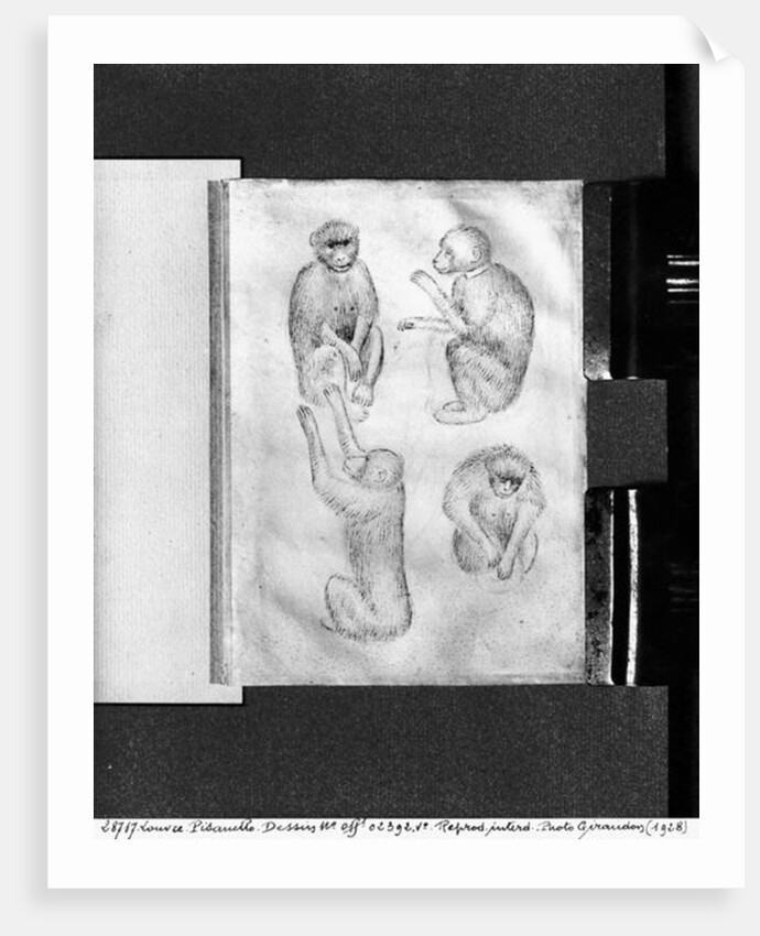 Monkeys by Antonio Pisanello