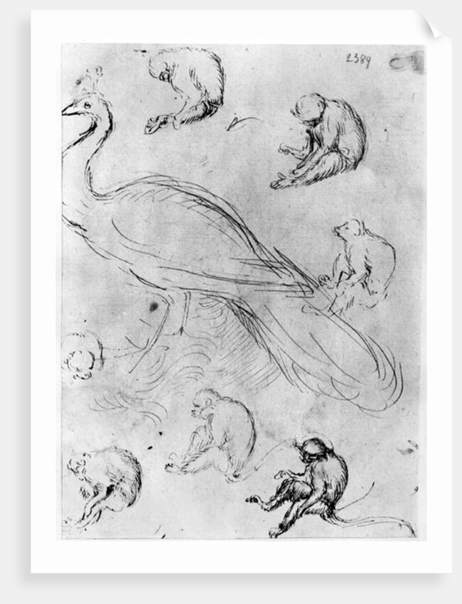 Peacock and Six Monkeys by Antonio Pisanello