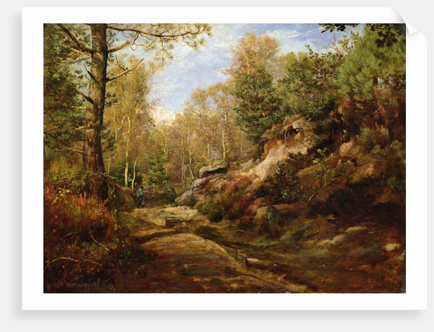Pines and Birch Trees or, The Forest of Fontainebleau, c.1855-57 by Henri Joseph Constant Dutilleux