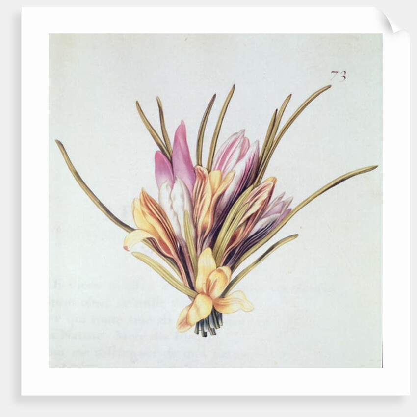 Saffron or Crocus by Nicolas Robert