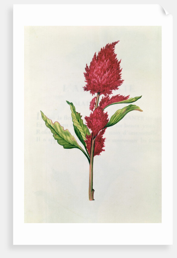 Amaranthus by Nicolas Robert