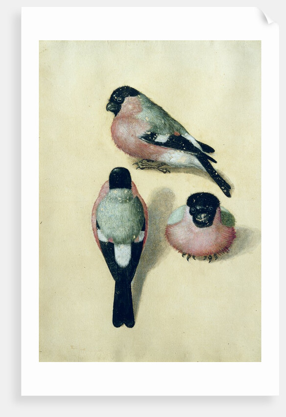Three studies of a bullfinch by Albrecht Dürer or Duerer