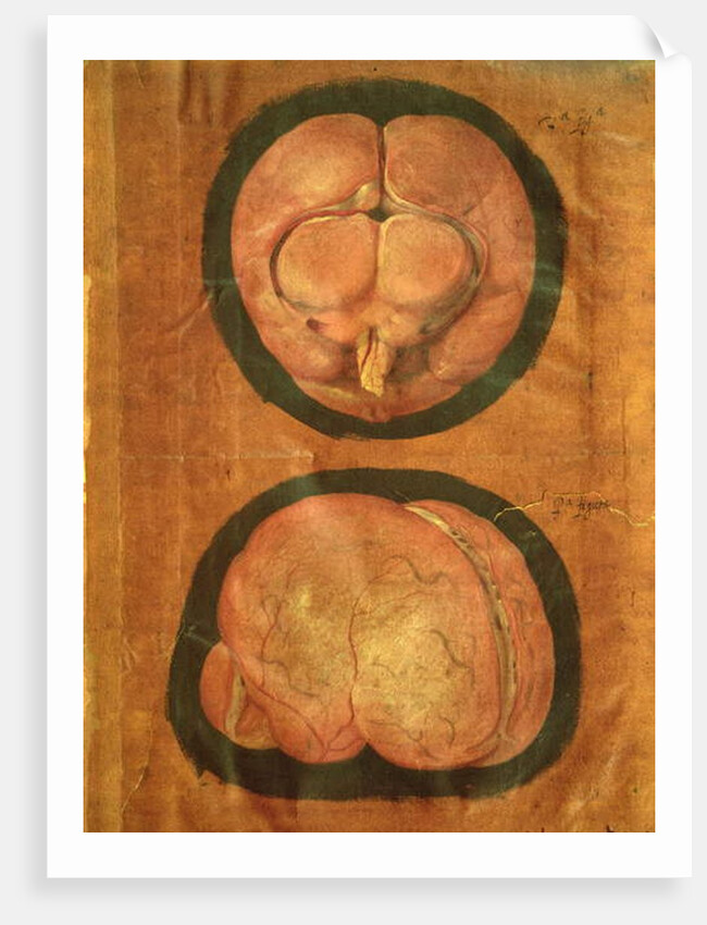 Anatomical drawing of the human brain by Hieronymus Fabricius ab Aquapendente