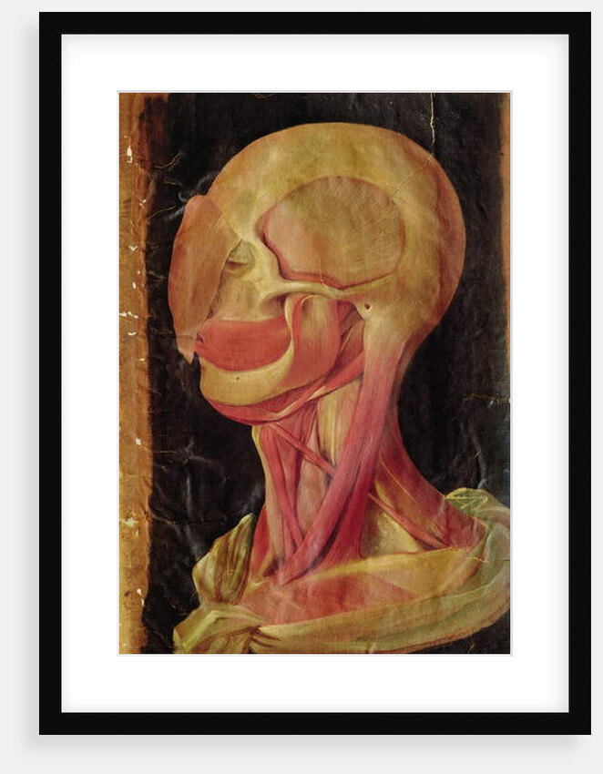 Anatomical drawing of the human head by Hieronymus Fabricius ab Aquapendente