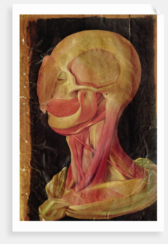 Anatomical drawing of the human head by Hieronymus Fabricius ab Aquapendente