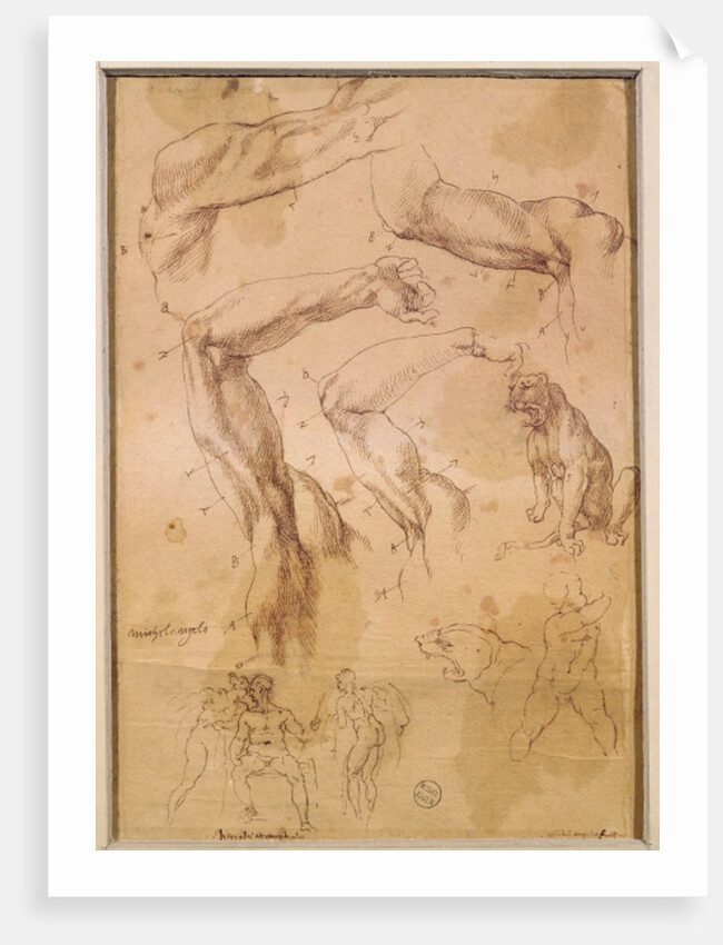 Ms H 184 fol.202 Studies of raised arms, a wild cat and a group of figures by Michelangelo Buonarroti