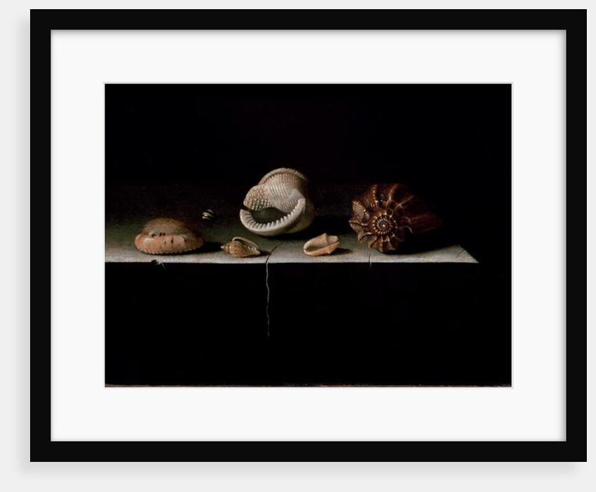 Six Shells on a Stone Shelf, 1696 by Adrian Coorte