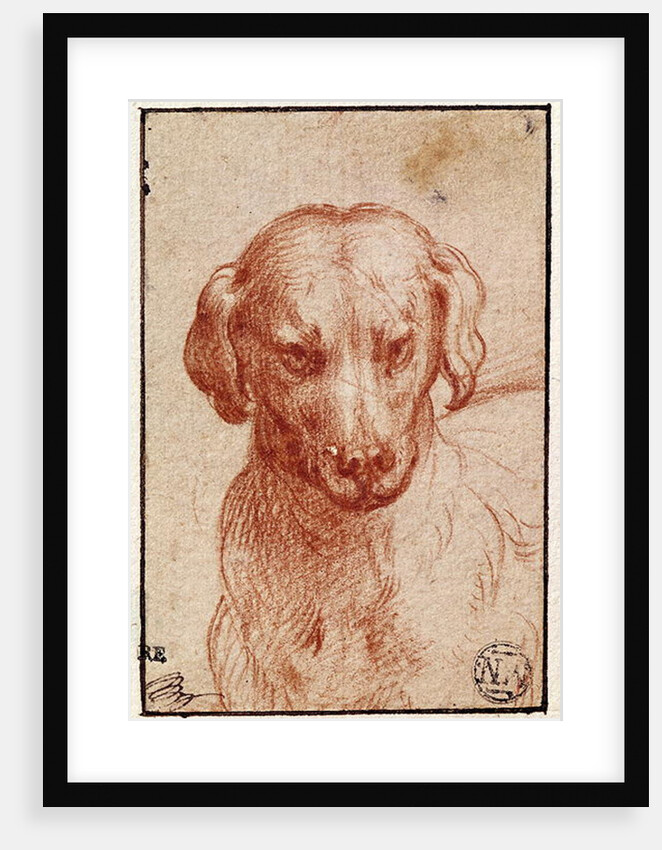 Head of a Dog by Parmigianino