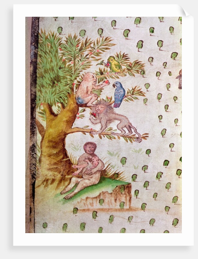 Map of the St. Lawrence Estuary, detail of parrots and monkeys by French School