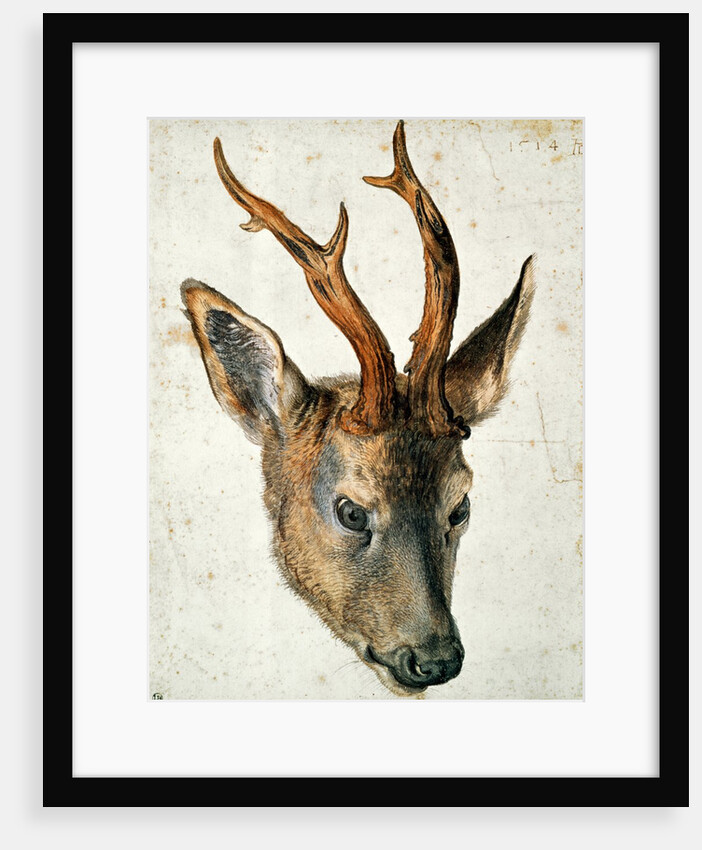 Head of a Roe Deer by Albrecht Dürer or Duerer