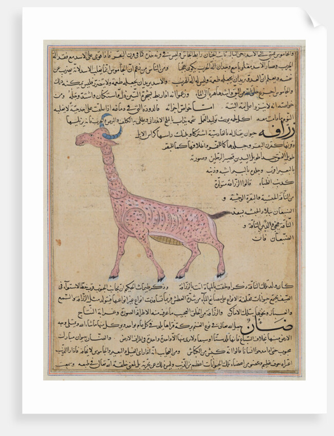 Ms E-7 fol.180 A Giraffe by Islamic School