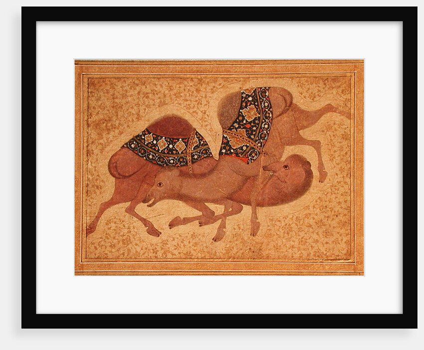 Two Camels Fighting, 1620 by Indian School