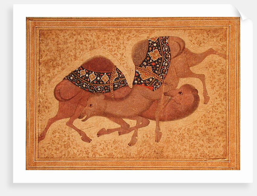 Two Camels Fighting, 1620 by Indian School