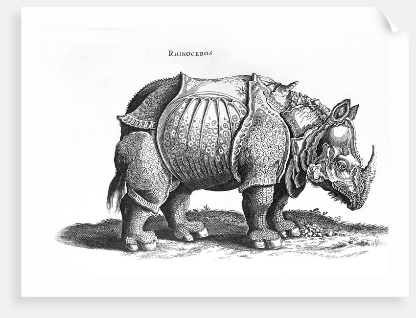 Rhinoceros, 1515 by Albrecht (after) Durer or Duerer