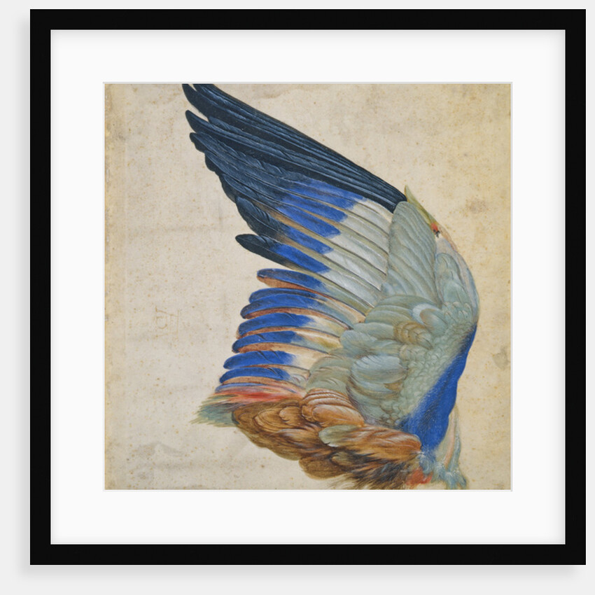 Wing of a Blue Roller by Hans Hoffmann