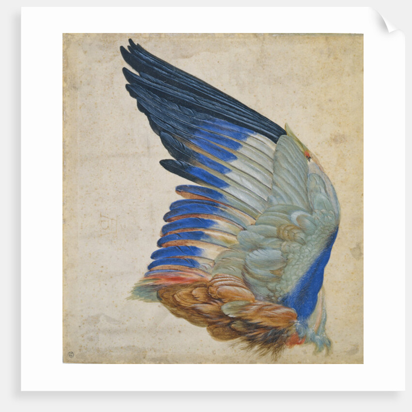 Wing of a Blue Roller by Hans Hoffmann