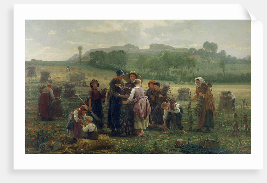 Harvesting Poppies in Picardy, 1860 by Desire Francois Laugee