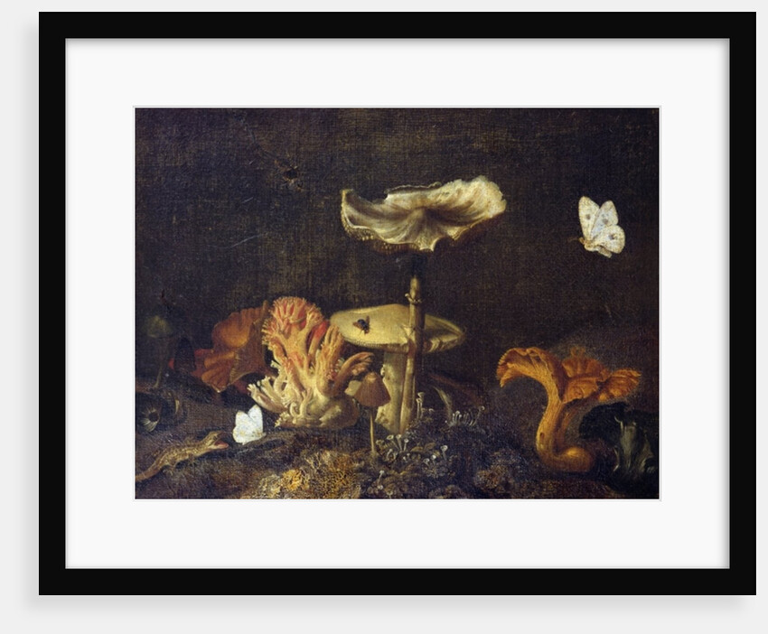 Still Life with Mushrooms and Butterflies by Otto Marseus van Schrieck