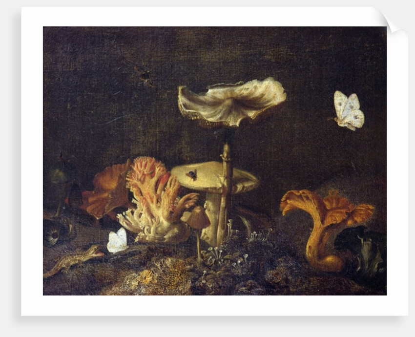 Still Life with Mushrooms and Butterflies by Otto Marseus van Schrieck