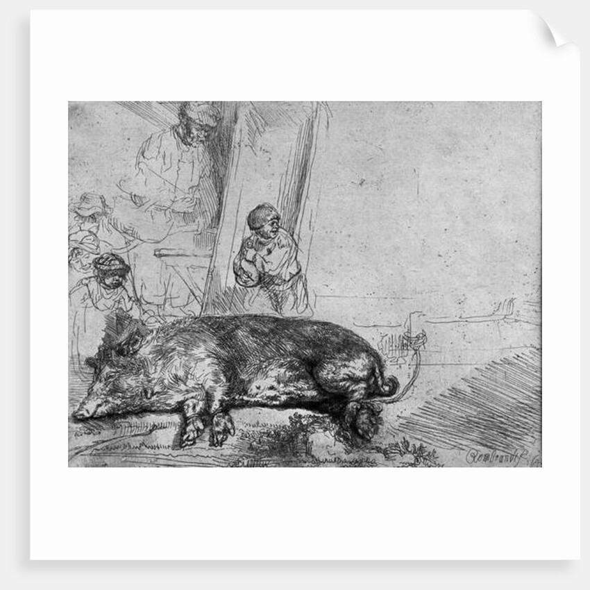 The Sow, 1643 by Rembrandt Harmensz. van Rijn