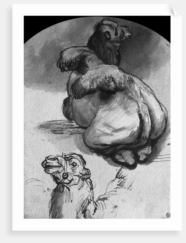 Camels by Rembrandt Harmensz. van Rijn