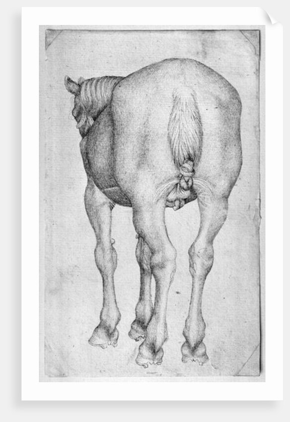 Horse by Antonio Pisanello
