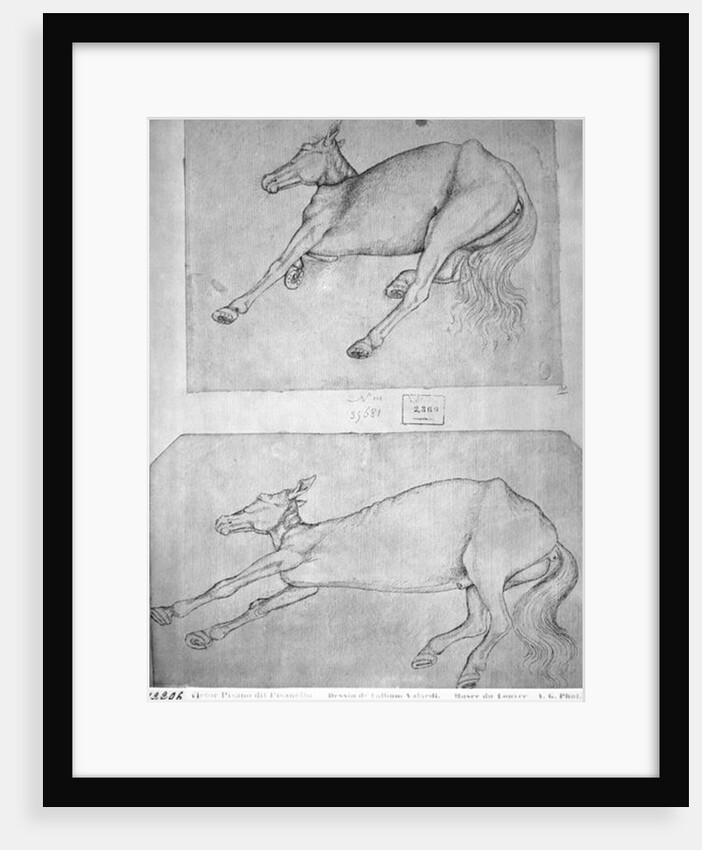 Dead horses by Antonio Pisanello