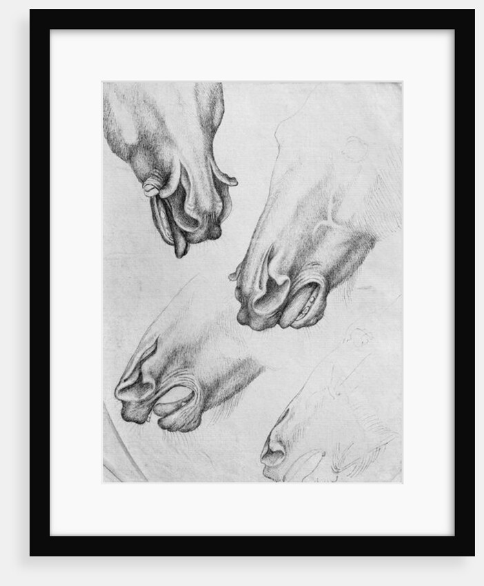 Slashed nostrils of horses by Antonio Pisanello