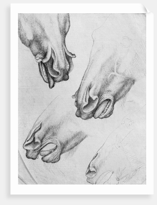 Slashed nostrils of horses by Antonio Pisanello