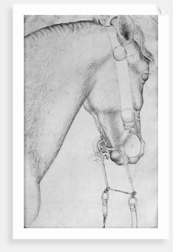 Head of a horse by Antonio Pisanello