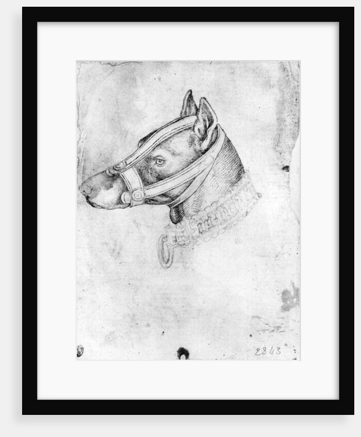 Head of a muzzled dog by Antonio Pisanello